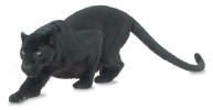 Mighty Panther